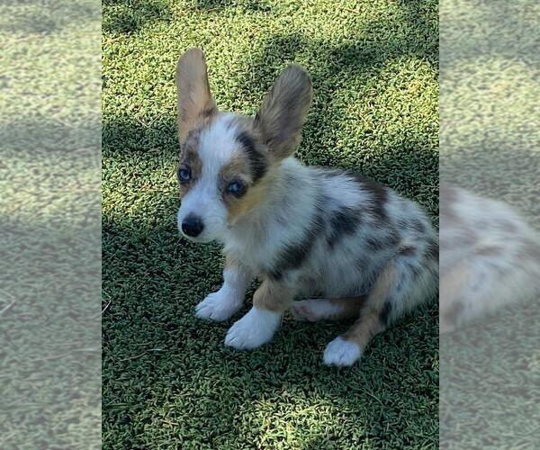 Medium Photo #2 Pembroke Welsh Corgi Puppy For Sale in BRIGGSDALE, CO, USA