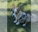 Small #1 Pembroke Welsh Corgi