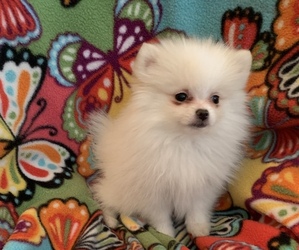 Pomeranian Puppy for sale in CLEVELAND, OH, USA
