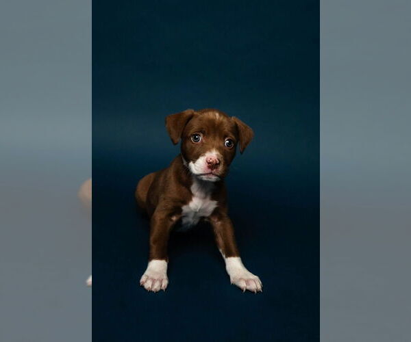 Medium Photo #3  Puppy For Sale in , 
