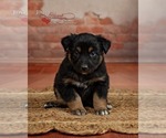 Puppy Chip Australian Shepherd