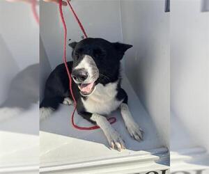 Border Collie Dogs for adoption in Houston, TX, USA