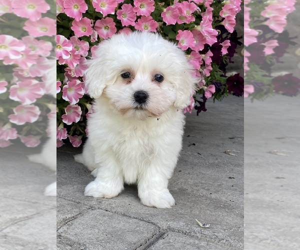 Medium Photo #1 Coton de Tulear Puppy For Sale in CANOGA, NY, USA