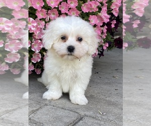Coton de Tulear Puppy for sale in CANOGA, NY, USA