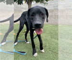 Small #1 Great Dane-Labrador Retriever Mix