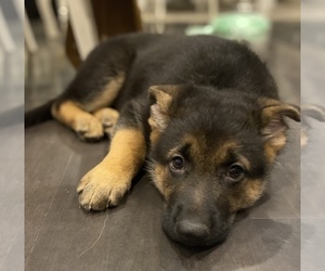German Shepherd Dog Puppy for sale in BURTON CITY, OH, USA