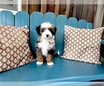 Small #3 Bernedoodle (Miniature)