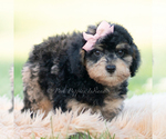 Small #2 Goldendoodle (Miniature)