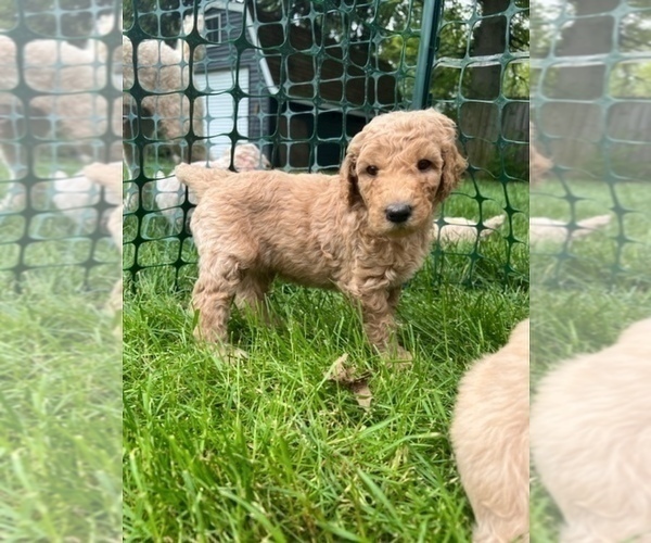 Medium Photo #2 Poodle (Standard) Puppy For Sale in BROWNSBURG, IN, USA