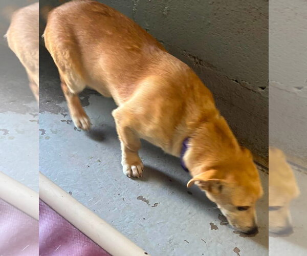 Medium Photo #4 Mutt Puppy For Sale in Rustburg, VA, USA