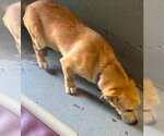 Small #3 Mutt