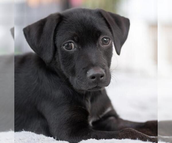 Medium Photo #5 Mutt Puppy For Sale in San Diego, CA, USA