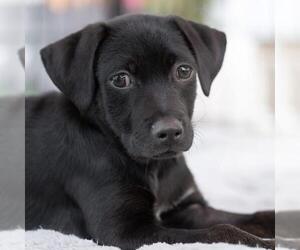 Dancer Pup - Waltz - Male Mutt Dog for Adoption - Photo #5