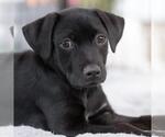 Small Photo #5 Mutt Puppy For Sale in San Diego, CA, USA