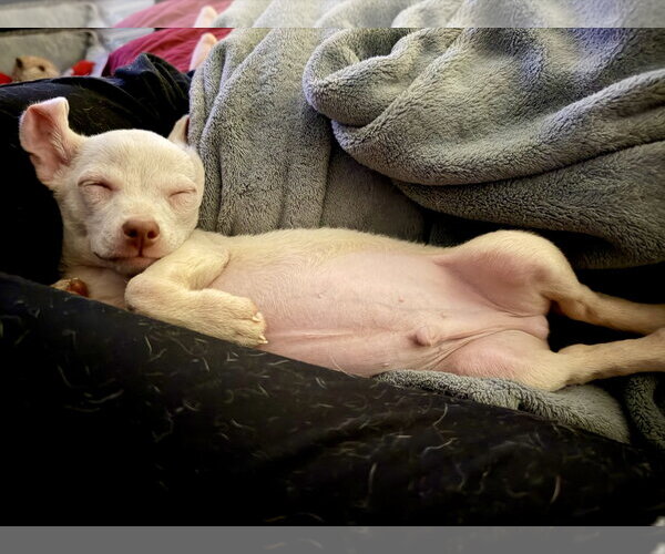Medium Photo #2 Chihuahua-Unknown Mix Puppy For Sale in Mount Pleasant, SC, USA