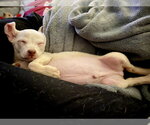 Small #1 Chihuahua Mix