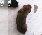 Small Photo #8 Labrador Retriever-Red Heeler Mix Puppy For Sale in CEDAR CITY, UT, USA