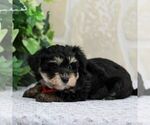 Small Photo #3 Yo-Chon Puppy For Sale in GORDONVILLE, PA, USA