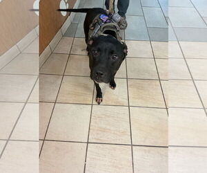 American Pit Bull Terrier-Unknown Mix Dogs for adoption in Virginia Beach, VA, USA