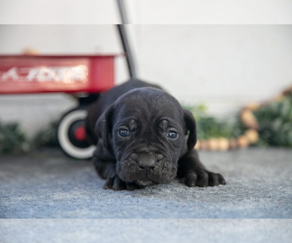 Medium Photo #3 Cane Corso Puppy For Sale in BIRD IN HAND, PA, USA