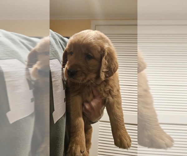 Medium Photo #2 Golden Retriever Puppy For Sale in ALBIA, IA, USA