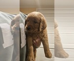 Small #1 Golden Retriever