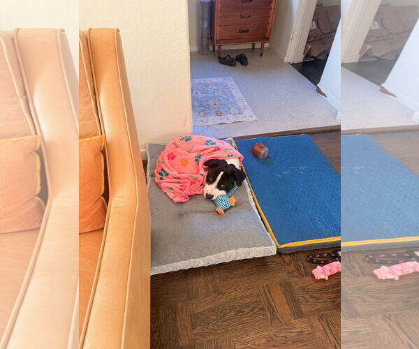 Medium Photo #6 American Pit Bull Terrier-Unknown Mix Puppy For Sale in Berkeley, CA, USA