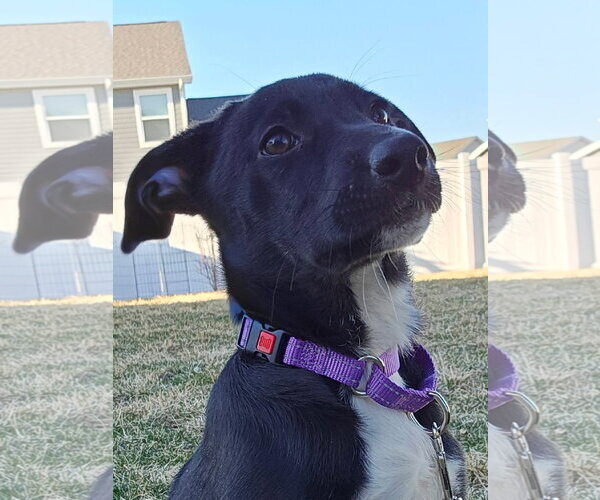 Medium Photo #4 Shepradors Puppy For Sale in New London, WI, USA