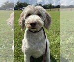 Small #4 Goldendoodle (Miniature)