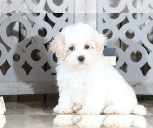 Maltipoo Puppy for sale in MOUNT VERNON, OH, USA