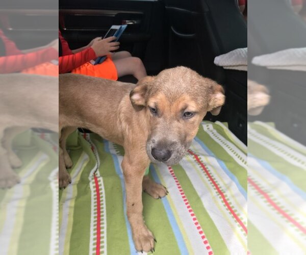 Medium Photo #9 Black Mouth Cur-German Shepherd Dog Mix Puppy For Sale in Rosenberg, TX, USA