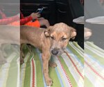 Small #8 Black Mouth Cur-German Shepherd Dog Mix