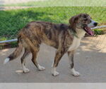 Small #4 Border Collie-Plott Hound Mix