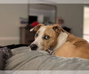 Bulldog-Labrador Retriever Mix Dogs for adoption in Tarrytown, GA, USA