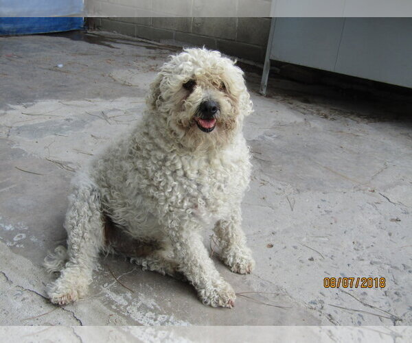 Medium Photo #2 Mutt Puppy For Sale in San Diego, CA, USA