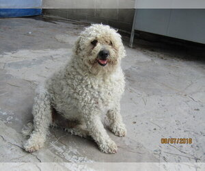 Berta - Female Mutt Dog for Adoption - Photo #2