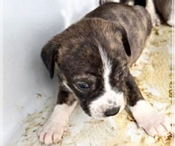 Medium Photo #2 Beagle Puppy For Sale in Houston, TX, USA