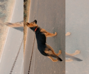 German Shepherd Dog Puppy for sale in Narwana, Haryana, India