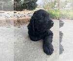 Small Photo #6 Goldendoodle Puppy For Sale in FORT COLLINS, CO, USA
