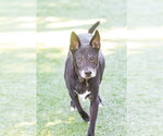 Small #1 Labrador Retriever Mix