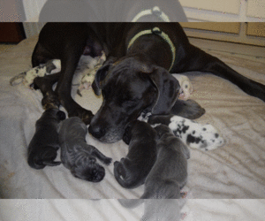 Great Dane Puppy for sale in LENOIR, NC, USA
