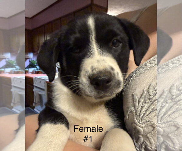 Medium Photo #3 Labrador Retriever-Unknown Mix Puppy For Sale in Royal Palm Beach, FL, USA
