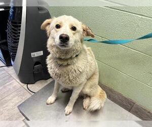 Australian Shepherd-Unknown Mix Dogs for adoption in Grand Prairie, TX, USA