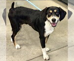 Small Beagle Mix