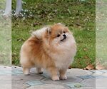Small Photo #1 Pomeranian Puppy For Sale in HOLLYWOOD, FL, USA