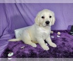 Small Photo #44 English Cream Golden Retriever Puppy For Sale in PEYTON, CO, USA