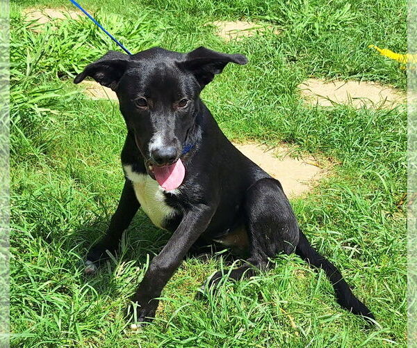 Medium Photo #4 Labrador Retriever-Unknown Mix Puppy For Sale in Wetumpka, AL, USA