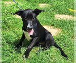 Small #3 Labrador Retriever Mix