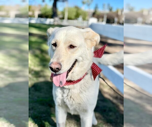 Medium Photo #1 Labrador Retriever-Unknown Mix Puppy For Sale in San Diego, CA, USA