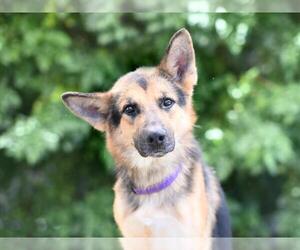 German Shepherd Dog-Unknown Mix Dogs for adoption in Tavares, FL, USA